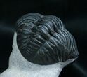 Beautiful Phacops Trilobite - Mrakib, Morocco #8000-3